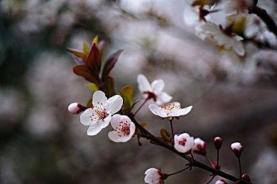 《塞尔达传说：王国之泪》收藏版疑似泄露 照片曝光